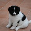 Chiot Landseer Faun et Combo z laderova